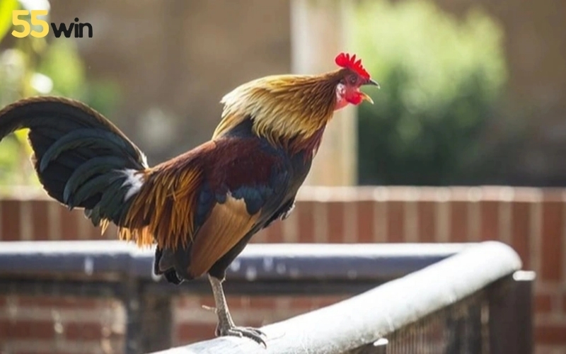 Cách nhận biết gà đá hay qua tiếng gáy