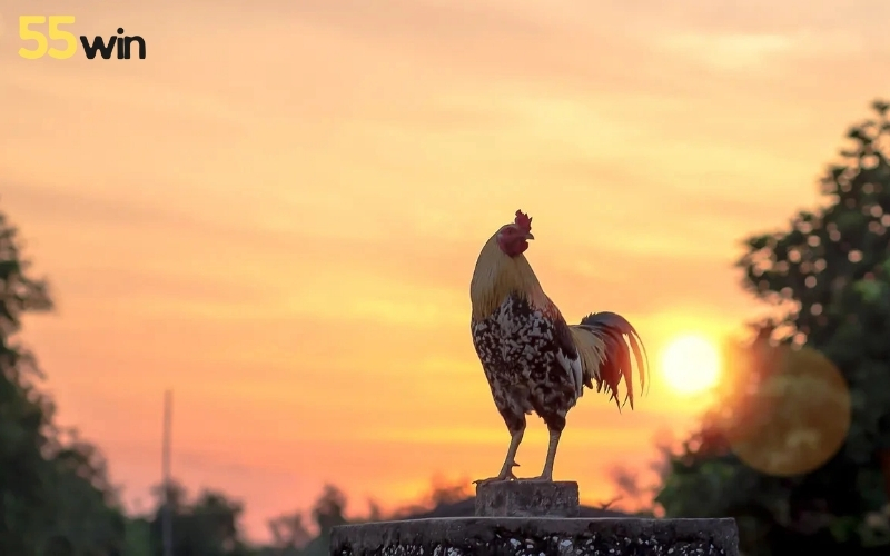 Tư thế của gà khi cất tiếng gáy